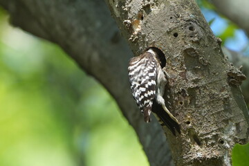 Sticker - japanese pigmy woodpecker and his nest