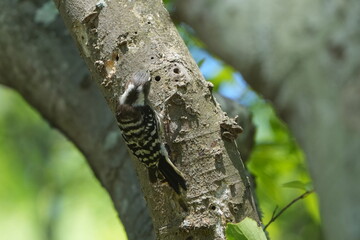 Sticker - japanese pigmy woodpecker and his nest