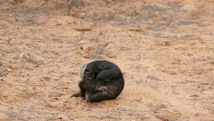 Wall Mural - a honey badger (mellivora capensis) scratching irritated skin, kalahari desert, south africa