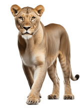 African Lioness Full Body Frontal View Transparent Background