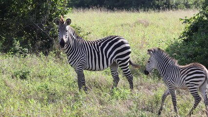 Wall Mural - Zebra foal grazing in natural African protected habitat