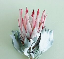 Wall Mural - dry exotic flower Protea on blue  background close up .Fine art botanical poster.