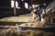 Healthy dairy cows feeding on fodder standing in row of stables in cattle farm barn with worker adding food for animals in blurred background.