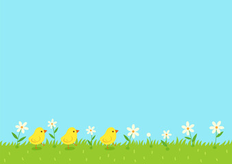 Poster - Cute chicks and spring flowers on grass background.