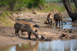 Spotted hyena on the river bank sniffing at dead hippo carcass lying in the water. Scavengers seen on African safari