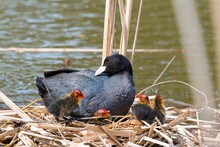 Eurasian Coot (Fulica Atra), Adult With Young Animals In Nest. Portrait Of A Black Water Bird.  Female Coot And Chicks On The Nest