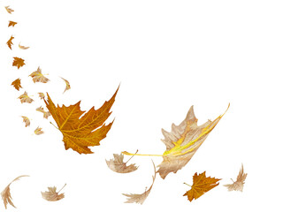 Wall Mural - autumn leaf leaves falling and flying from the sky space for your text message