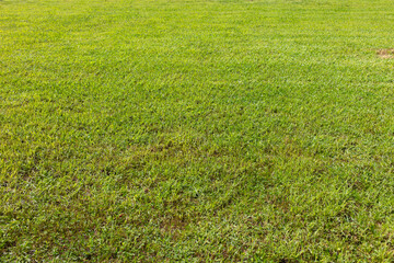 Green grass on the lawn as a background. Texture.