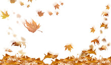 Falling Leaves In Autumn Background Isolated Space For Your Text