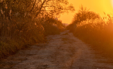 Wall Mural - dirt road running through meadows and reeds at sunset