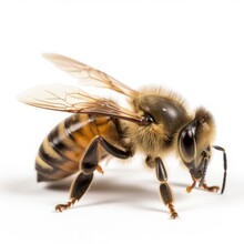 Africanized Honey Bee On White - AI Generated