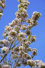 Wall Mural - blossoming Japanese cherry