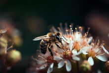 Honey Bee With Flowers. Generative AI Illustration
