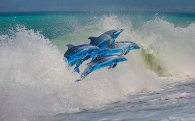 Poster - Group of dolphins jumping on the water - Beautiful seascape and blue sky