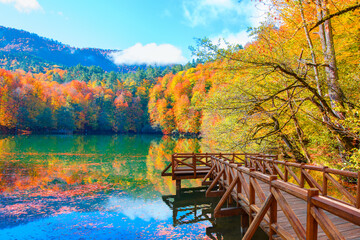 Poster - Autumn forest landscape reflection on the water with wooden pier - Autumn landscape in (seven lakes) Yedigoller Park Bolu, Turkey
