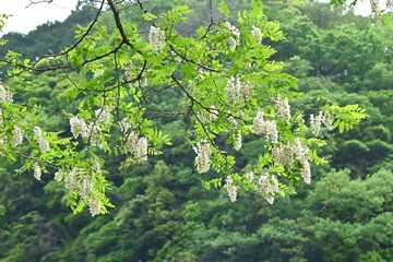 Sticker - Black locust ( Robinia pseudoacacia ) flowers.
Fabaceae deciduous tree native to North America.
Useful nectar plant. White butterfly-shaped flowers bloom from May to June.