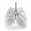 lung isolated on white. generative ai