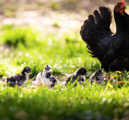 Poster - A hen a brood hen with chickens