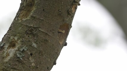 Sticker - japanese pigmy woodpecker in his nest