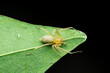 Yellow sac spider, Chieracanthium species, Satara, Maharashtra, India