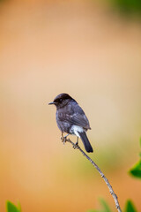 Wall Mural - Pied bush chat, Saxicola caprata,  Satara, Maharashtra, India