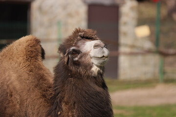 Camel head and front view