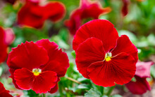 Red Petunia Flowers Close-up, Top View, Selective Focus