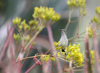 Sunbird