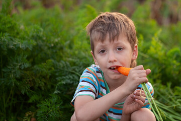 Wall Mural - Kid with bunch of carrots on vegetable field in summer day. Child holding a fresh harvested carrots in garden. healthy food concept.