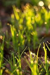 Canvas Print - dew on the grass..