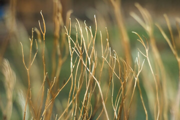 Canvas Print - dry grass..