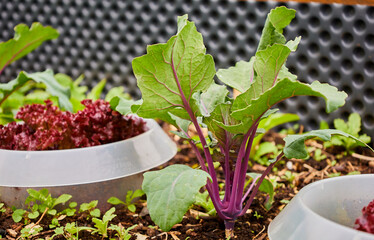 Wall Mural - red kohlrabi plants in garden for agriculture