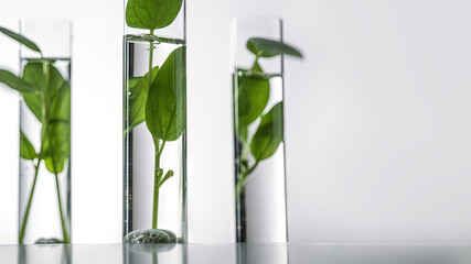 Close up green fresh plant in glass test tube on white background with copy space (AI Generated)