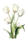 Fototapeta Tulipany - Watercolor bouquet of white tulips isolated on white background. Generative AI.