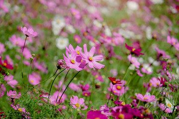 Wall Mural - Pink cosmos flower blooming in the field, beautiful vivid natural summer garden outdoor park image, purple cosmos flower blooming in green background with warm sun light.