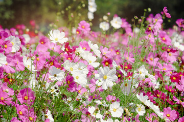Wall Mural - White cosmos flower blooming in the field with pink purple cosmos, beautiful vivid natural summer garden outdoor park image,  cosmos flower blooming in green background with warm sun light.