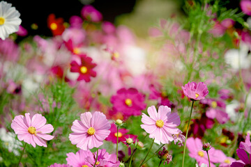 Wall Mural - Pink cosmos flower blooming in the field, beautiful vivid natural summer garden outdoor park image, purple cosmos flower blooming in green background with warm sun light.