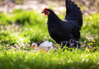 Canvas Print - A hen a brood hen with chickens