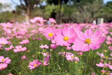 Wall Mural - Sweet pink cosmos flower blooming in the field, beautiful vivid natural summer garden outdoor park image, purple cosmos flower blooming in green background with warm sun light.