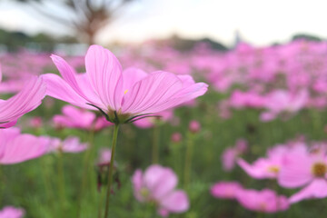Wall Mural - Sweet pink cosmos flower blooming in the field, beautiful vivid natural summer garden outdoor park image, purple cosmos flower blooming in green background with warm sun light.
