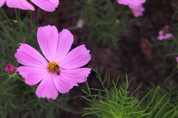 Wall Mural - Sweet pink cosmos flower blooming with bee bug in field, beautiful vivid natural summer garden outdoor park image, insect and purple cosmos flower blooming in green background with warm sun light.