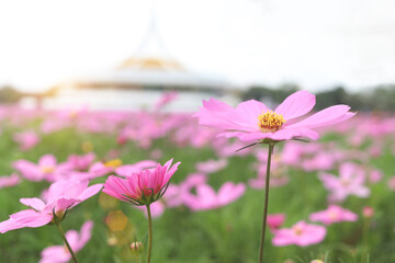Wall Mural - Sweet pink cosmos flower blooming in the field, beautiful vivid natural summer garden outdoor park image, purple cosmos flower blooming in green background with warm sun light.