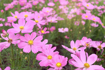 Wall Mural - Sweet pink cosmos flower blooming in the field, beautiful vivid natural summer garden outdoor park image, purple cosmos flower blooming in green background with warm sun light.