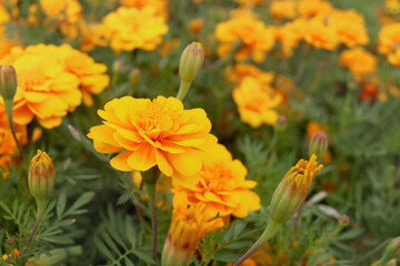 Wall Mural - Beautiful gold marigold flower blooming on plant in garden, yellow flower blooming in the field, beautiful vivid natural summer garden outdoor park image.