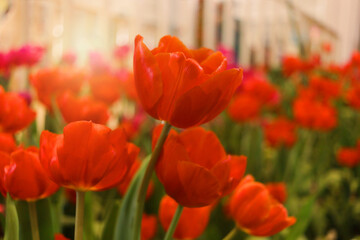 Wall Mural - Red tulip flower blooming in the spring natural garden, soft selective focus, tulip flower garden blooming in spring season