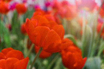 Wall Mural - Red tulip flower blooming in the spring natural garden, soft selective focus, tulip flower garden blooming in spring season