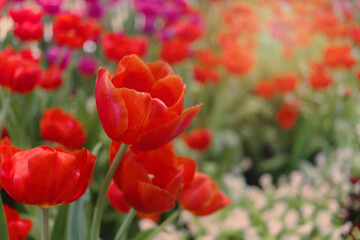 Wall Mural - Red tulip flower blooming in the spring natural garden, soft selective focus, tulip flower garden blooming in spring season
