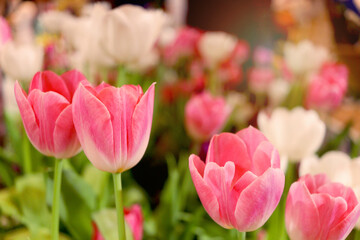 Wall Mural - Sweet pink tulip flower blooming in the spring natural garden, soft selective focus, tulip flower garden blooming in spring season