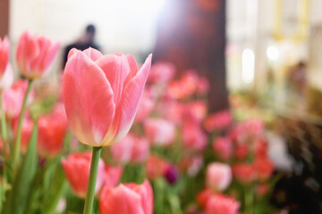 Wall Mural - Sweet pink tulip flower blooming in the spring natural garden, soft selective focus, tulip flower garden blooming in spring season
