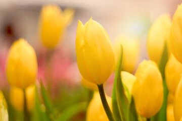 Wall Mural - Yellow tulip flower blooming in the spring natural garden, soft selective focus, tulip flower garden blooming in spring season
